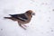 Hawfinch bird Coccothraustes coccothraustes