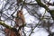 Hawfinch bird Coccothraustes coccothraustes  on tree