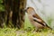 Hawfinch bird sitting