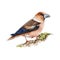 Hawfinch bird watercolor illustration. Realistic hand drawn europe common wildlife animal. Coccotgraustes coccotgraustes