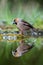 The Hawfinch, Coccothraustes coccothraustes