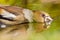 Hawfinch, Coccothraustes coccothraustes