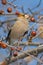 Hawfinch (Coccothraustes coccothraustes)