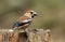 Hawfinch (Coccothraustes coccothraustes)