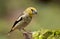 Hawfinch (Coccothraustes coccothraustes)