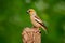 Hawfinch, Coccothraustes coccothraustes, brown songbird sitting on tree trunk nice lichen tree branch, bird in the nature habitat,