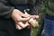 Hawfinch, coccothraustes coccothraustes, in the hands of an ornithologist who points out the anatomy of the bird.