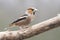 The hawfinch Coccothraustes coccothraustes, male of this great colorful songbird, sitting on branch, gray diffuse background