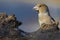 Hawfinch Coccothraustes coccothraustes portrait