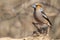 Hawfinch (Coccothraustes coccothraustes) resting on a branch in the forest in winter