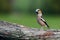 The hawfinch Coccothraustes coccothraustes sitting on the branch.Portrait of a very colorful European songbird with a green