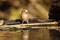 The hawfinch Coccothraustes coccothraustes sitting at a drinker.Colorful passerine near water.Songbird with a huge beak in the