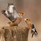 Hawfinch Coccothraustes coccothraustes. Songbirds fight on the feeder for food in winter