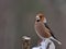 Hawfinch Coccothraustes male