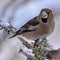 Hawfinch Coccothraustes male in winter