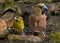 Hawfinch and Eurasian Siskin together for scale comparison