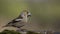 Hawfinch female sitting on a branch.