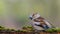 Hawfinch female sitting on a branch.