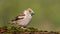 Hawfinch female sitting on a branch.