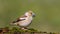 Hawfinch female sitting on a branch.