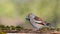 Hawfinch female sitting on a branch.