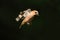 Hawfinch in flight in dark
