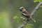 Hawfinch, male