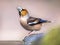 Hawfinch male bird drinking on blurred background