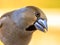 Hawfinch male bird portrait on blurred background