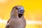 Hawfinch male bird portrait on blurred background