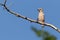 The hawfinch male bird sits on a dry branch against a bright blue sky.