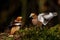 Hawfinch male fighting in the forest