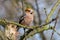 Hawfinch perching on the branch with blurred background