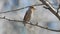 Hawfinch perching on tree