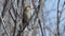 Hawfinch perching on tree