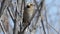 Hawfinch perching on tree