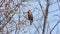 Hawfinch perching on tree