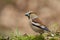 Hawfinch portrait