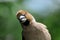 Hawfinch portrait