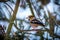 Hawfinch portrait on the banch in nature