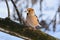 The hawfinch sits on a fallen dry log against the background of dry grass and snow.