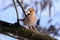 The hawfinch sits on a log, turning its head half a turn.