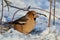 Hawfinch sits on the snow, arriving for the meal on a bird feeder.
