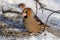 The hawfinch sits on the snow with scattered seeds bending head, morning sun reflects in eyes.