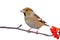 Hawfinch sitting on branch isolated on white background