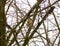 Hawfinch sitting on the branch of the leafless tree