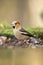 Hawfinch sitting on lichen shore of pond water in forest with bokeh background and saturated colors, Hungary, songbird in nature