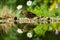 Hawfinch sitting on lichen shore of water pond in forest with beautiful bokeh and flowers in background, Germany, bird reflected