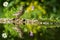 Hawfinch sitting on lichen shore of water pond in forest with beautiful bokeh and flowers in background, Germany, bird reflected