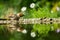 Hawfinch sitting on lichen shore of water pond in forest with beautiful bokeh and flowers in background, Germany, bird reflected